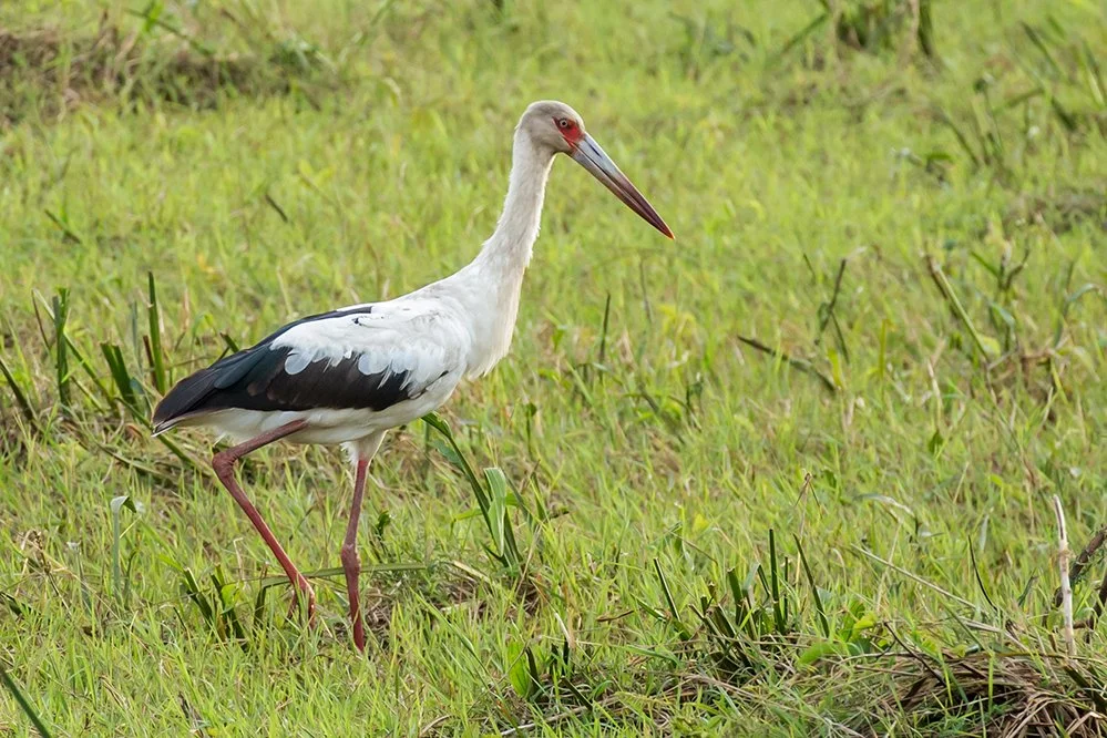 MAGUARI STORK_03.jpg