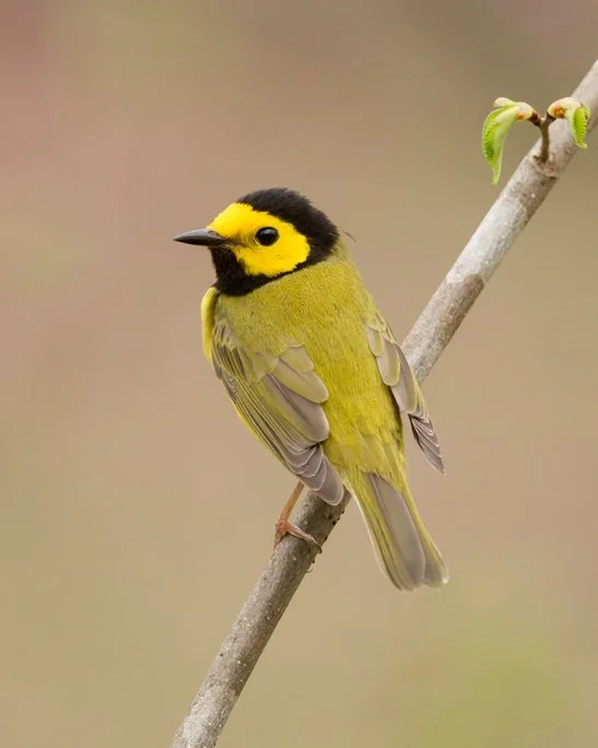 HOODED WARBLER
