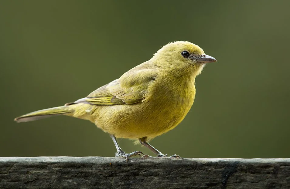 PALM_TANAGER_03.jpg