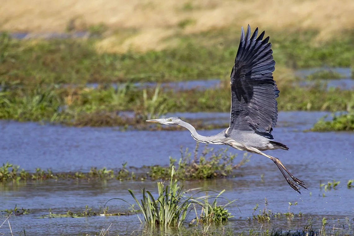 GREY_HERON_03.jpg