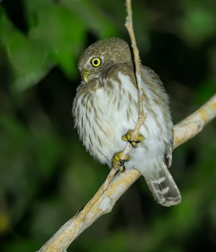 FERRUGINOUS PYGMY OWL