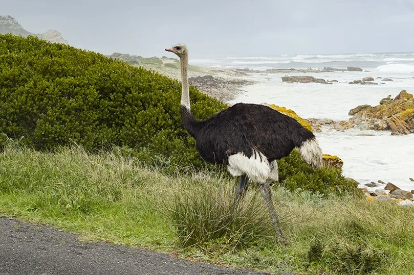 OSTRICH_01.jpg
