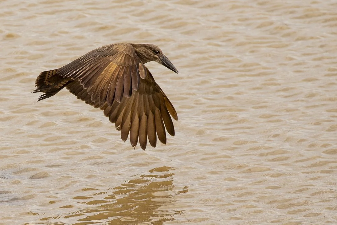 HAMERKOP