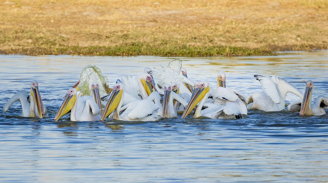 GREAT_WHITE_PELICAN_08.jpg