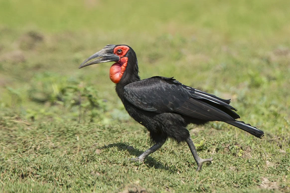 SOUTHERN GROUND HORNBILL
