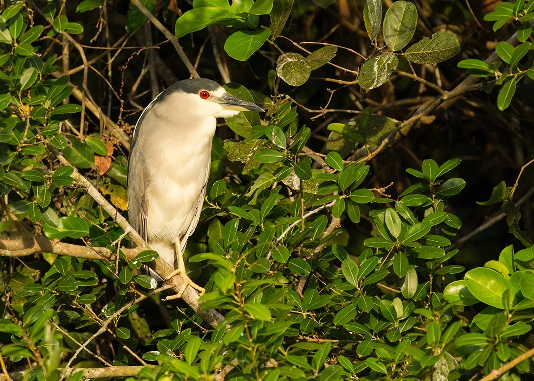 BLACK-CROWNED NIGHT HERON