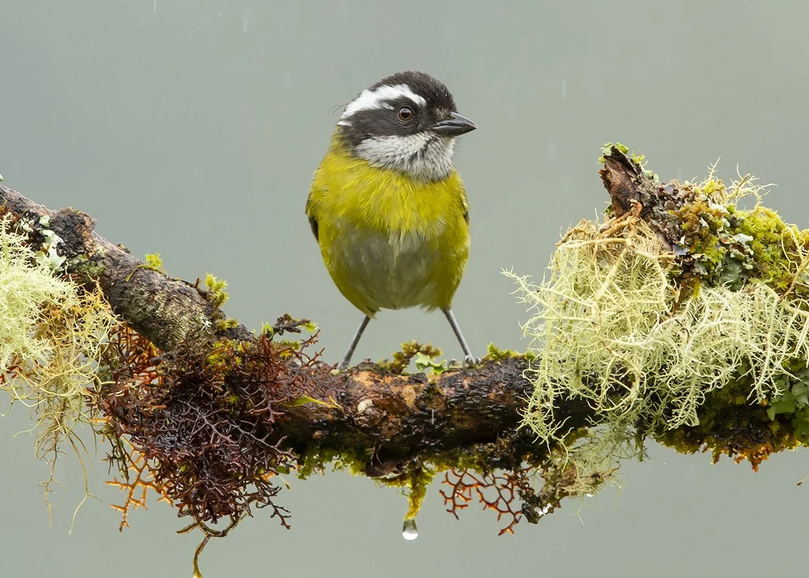 SOOTY-CAPPED BUSH-TANAGER_02.jpg