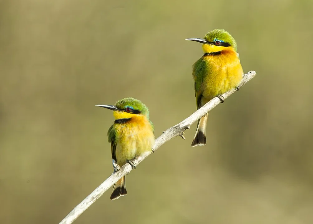 LITTLE_BEE_EATER_03.jpg