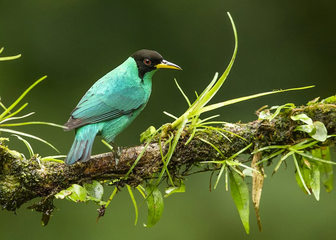 GREEN_HONEYCREEPER_02.jpg