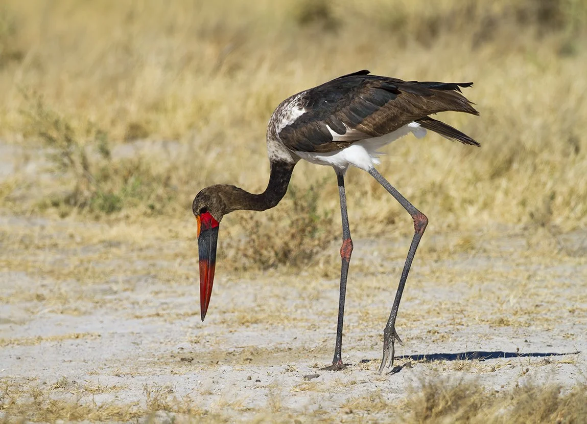 SADDLE_BILLED_STORK_18.jpg