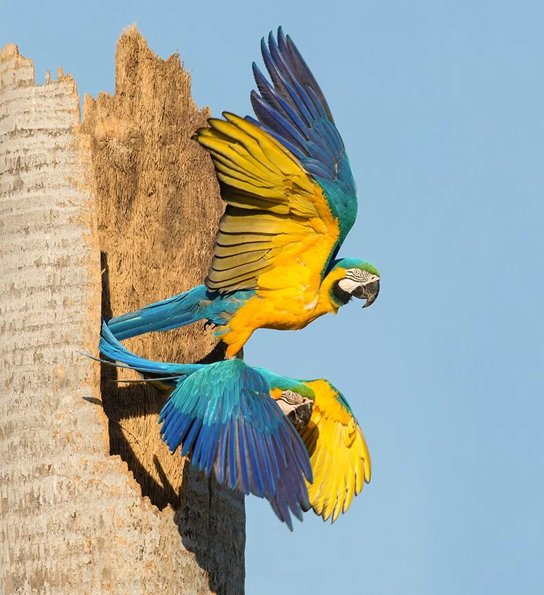 BLUE_AND_YELLOW_MACAW_09.jpg