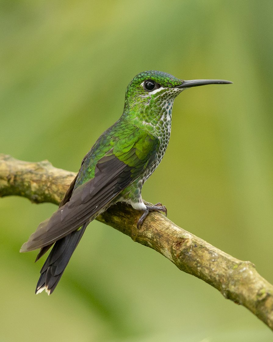 GREEN_CROWNED_BRILLIANT_02.jpg