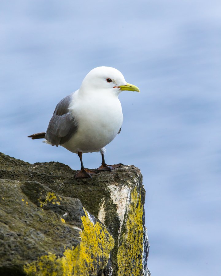 BLACK LEGGED KITTIWAKE