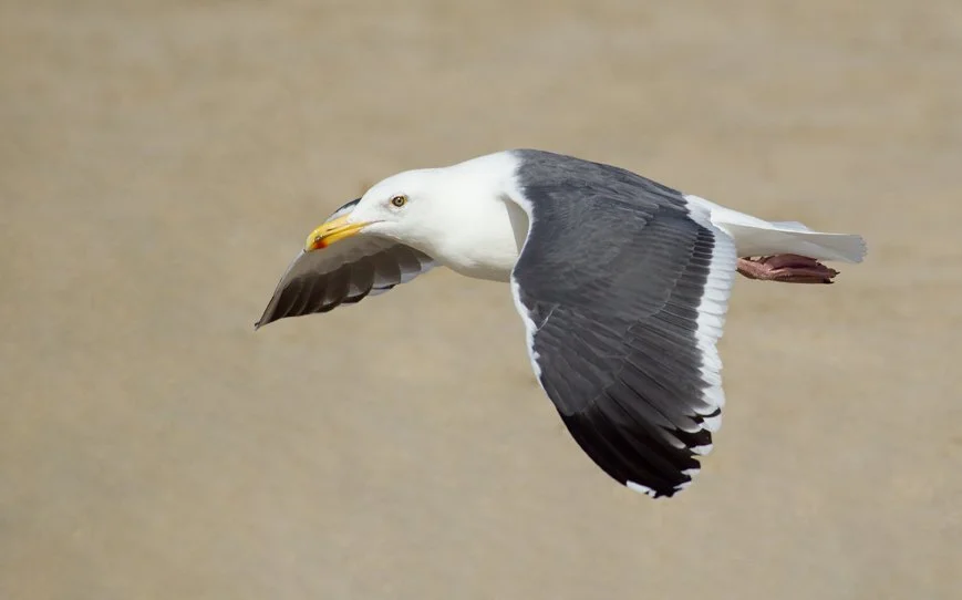 WESTERN GULL