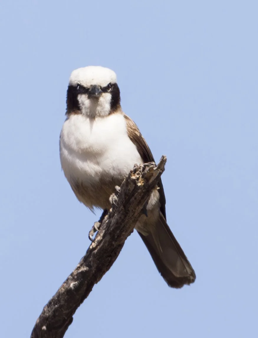 SOUTHERN_WHITE_CROWNED_SHRIKE_02.jpg