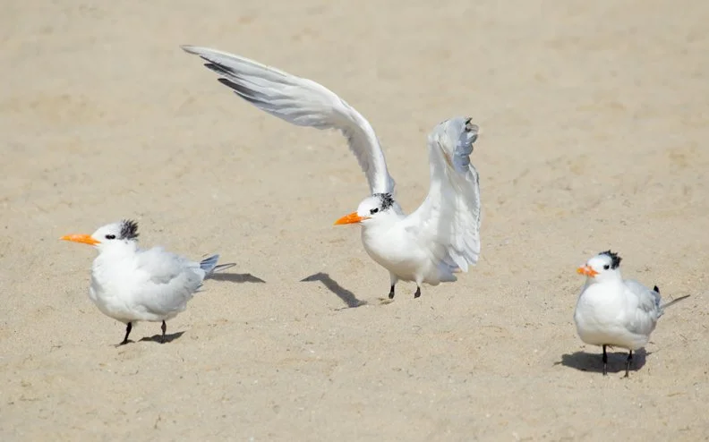 ROYAL TERN