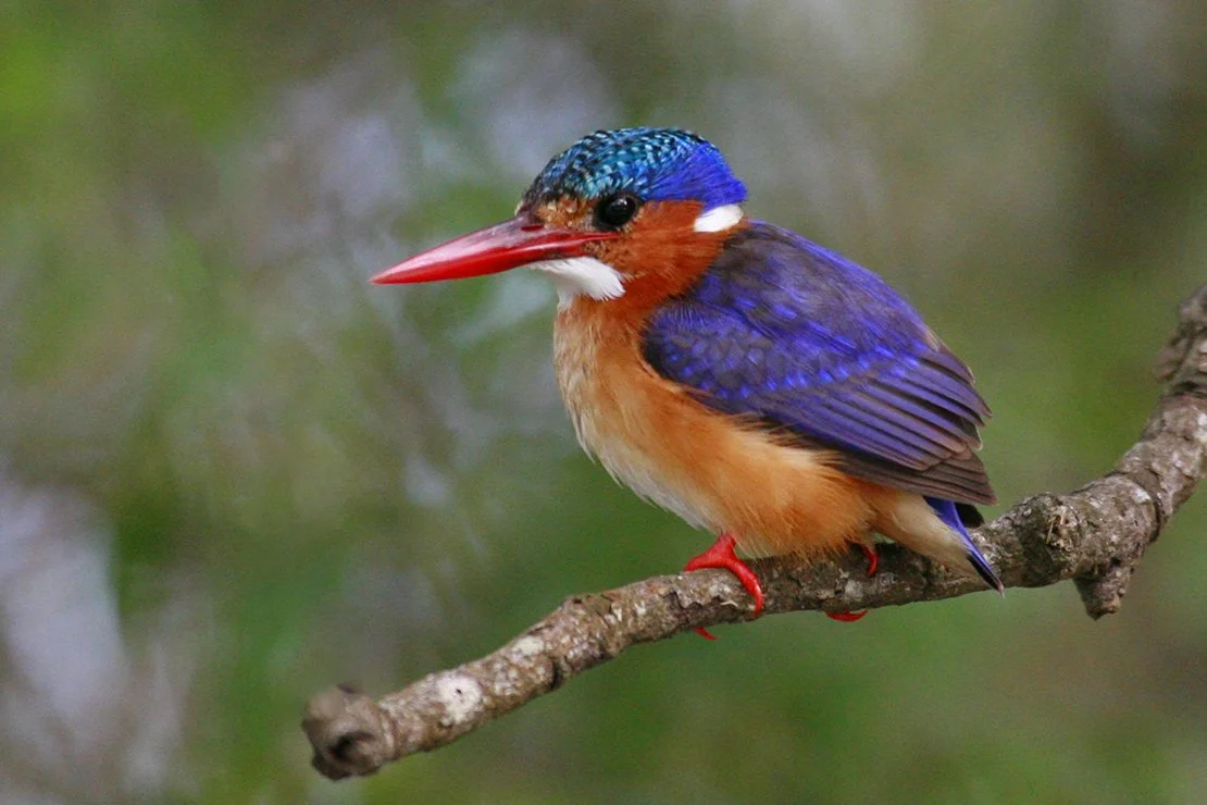 MALACHITE_KINGFISHER_02.jpg