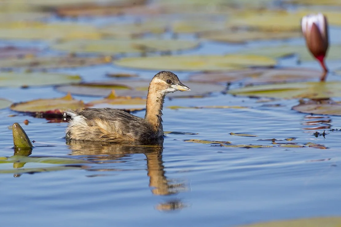 LITTLE_GREBE_02.jpg