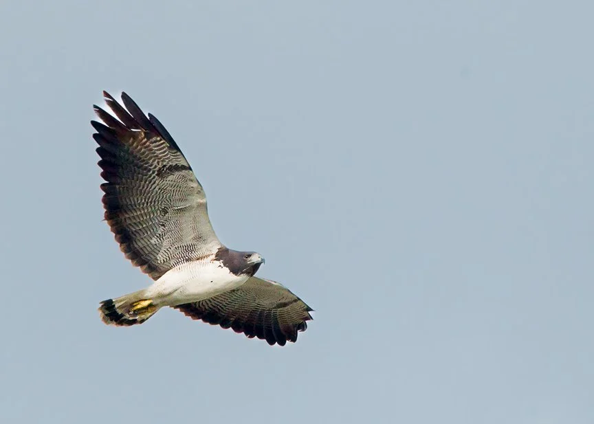 WHITE-TAILED HAWK