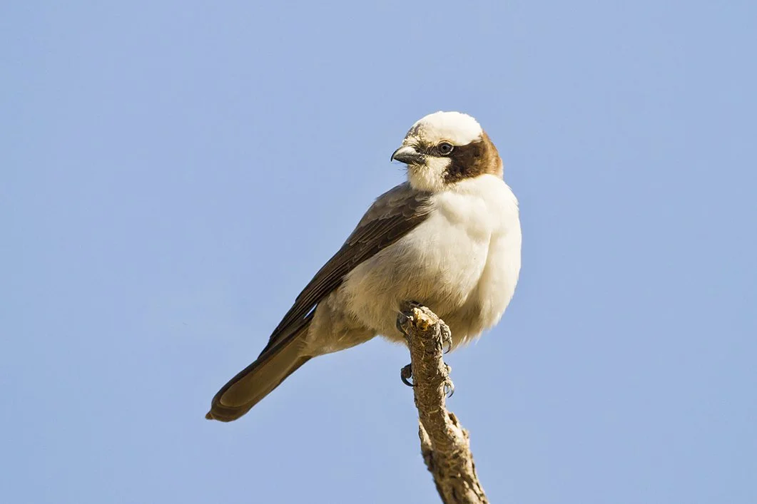 SOUTHERN_WHITE_CROWNED_SHRIKE_03.jpg
