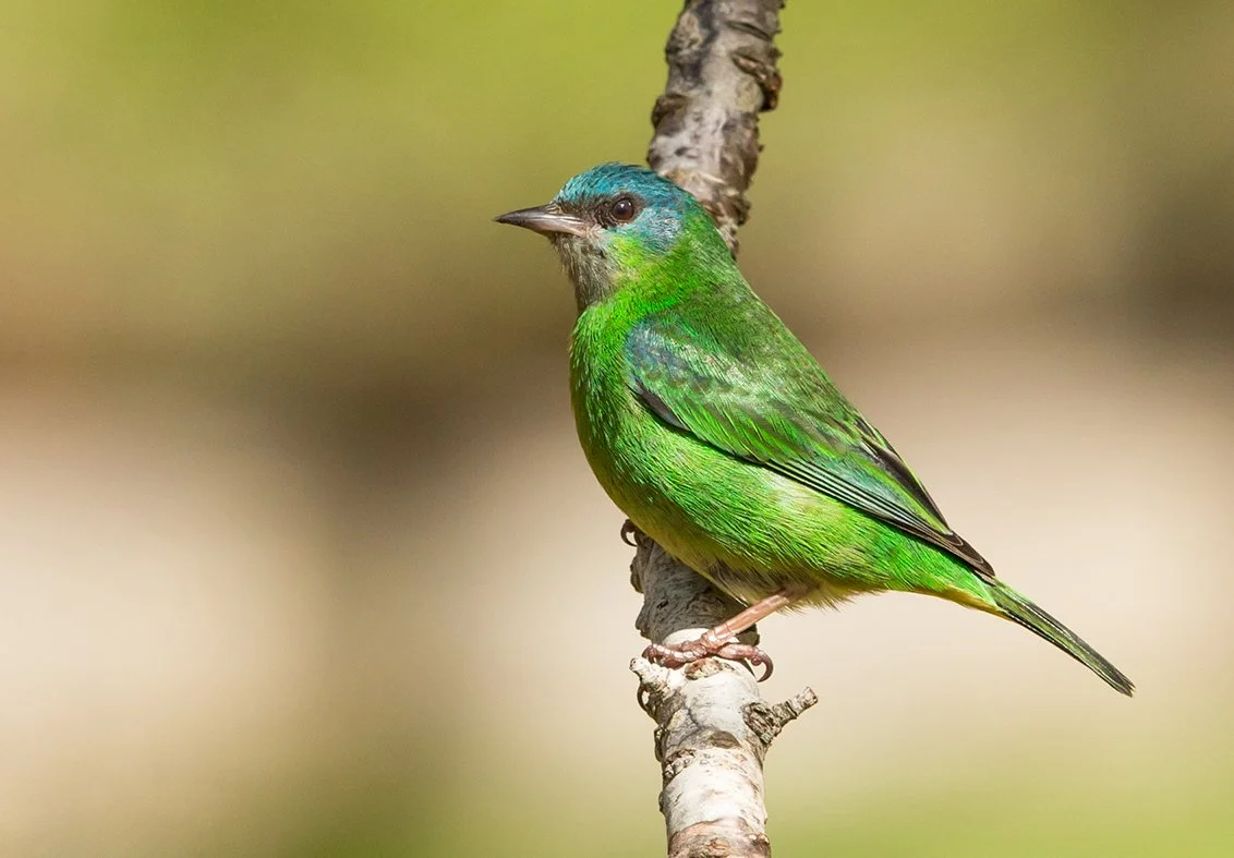 BLUE DACNIS_05.jpg