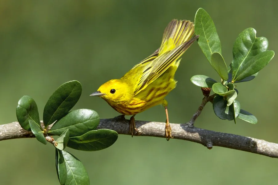 YELLOW WARBLER