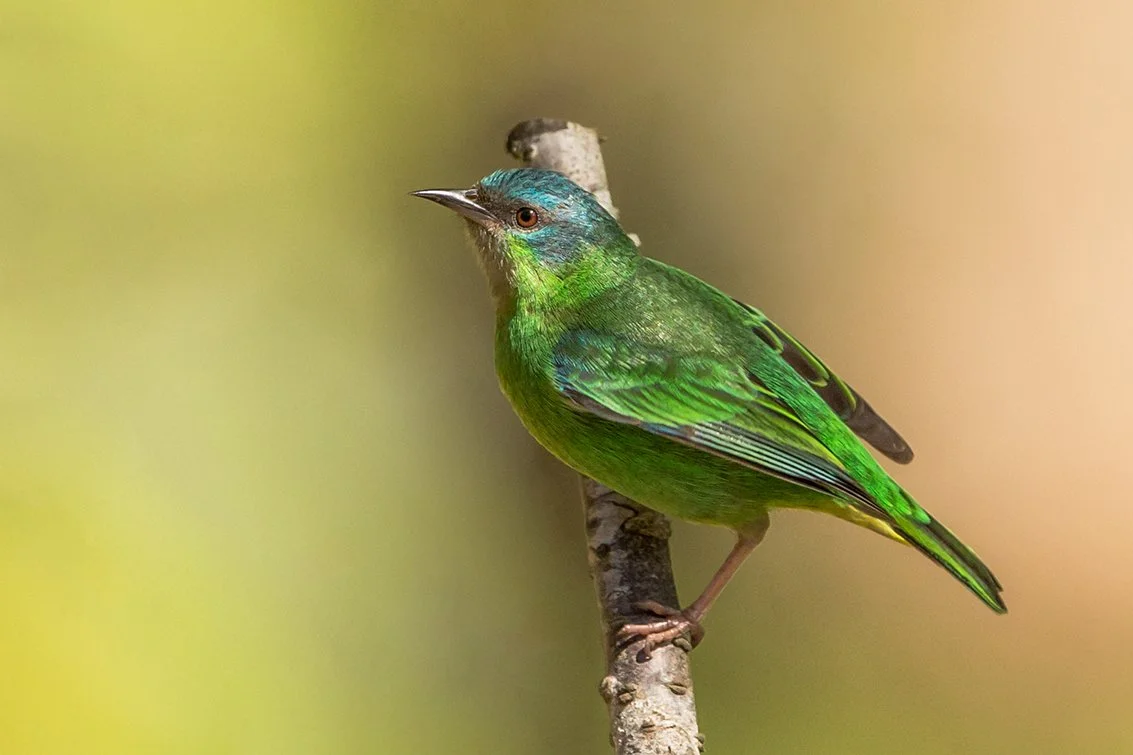BLUE DACNIS_07.jpg