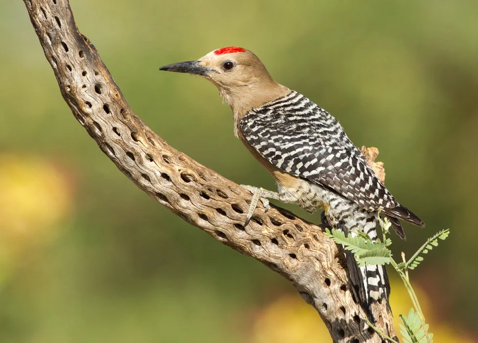 GILA WOODPECKER