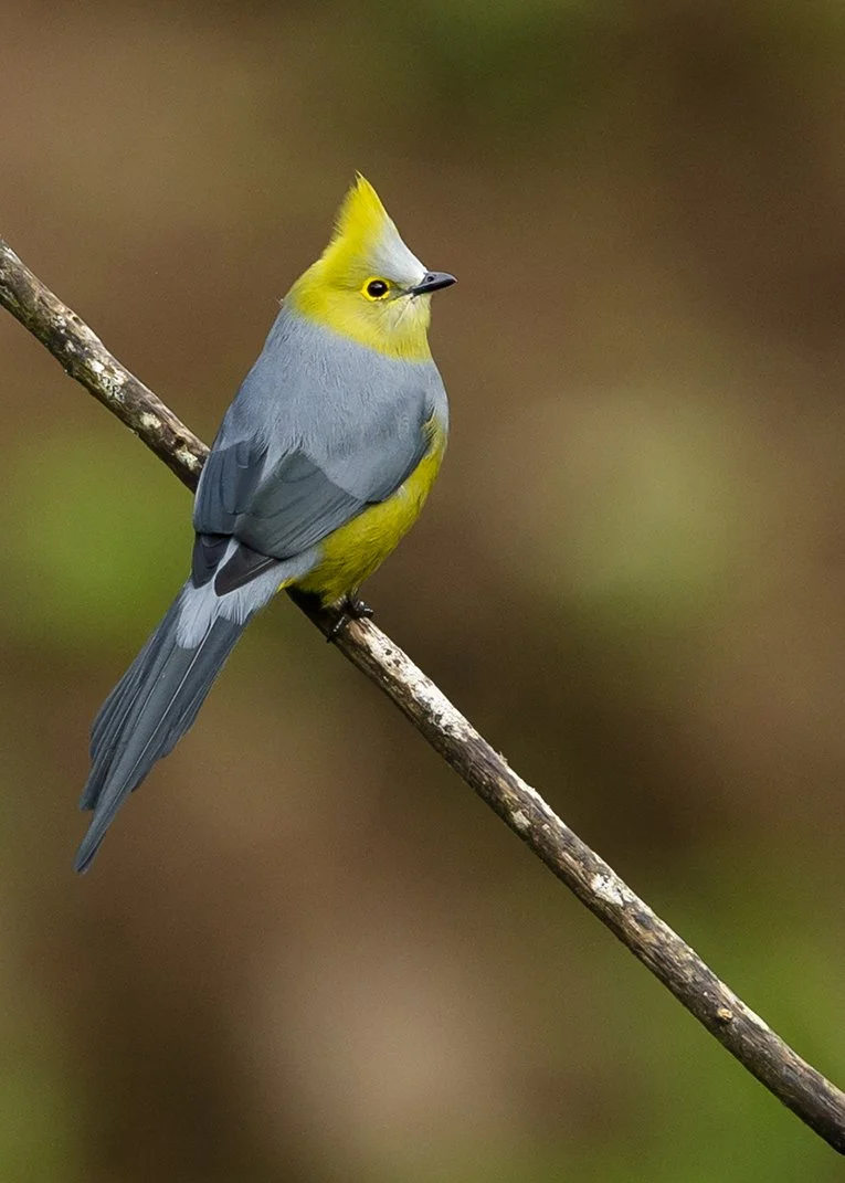 LONG-TAILED SILKY-FLYCATCHER_02.jpg