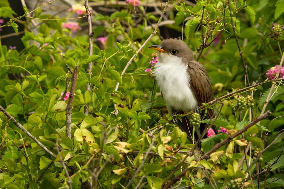 YELLOW-BILLED CUCKOO