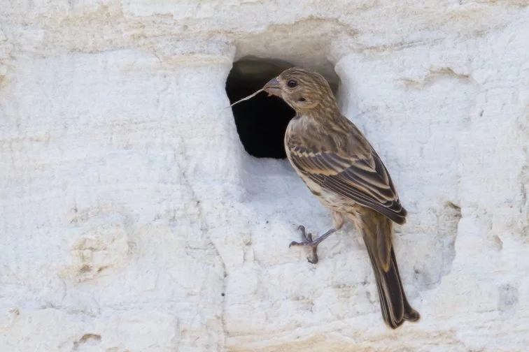 HOUSE SPARROW