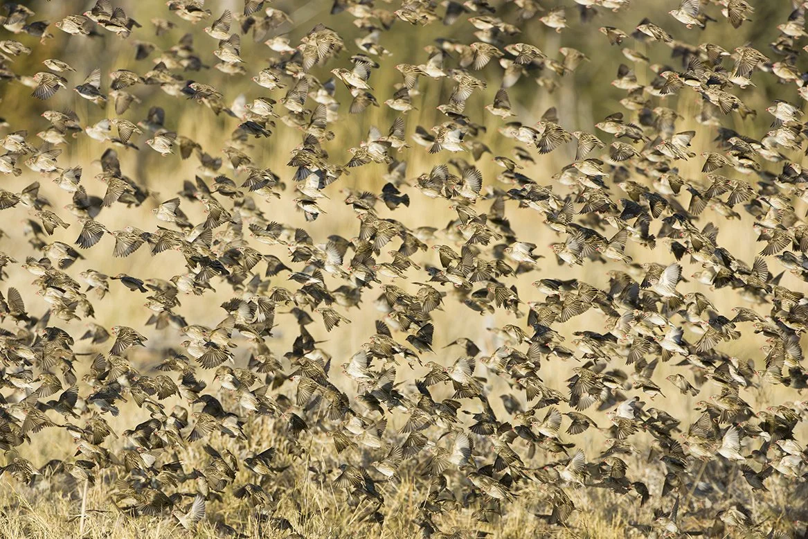 RED_BILLED_QUELEA_01.jpg