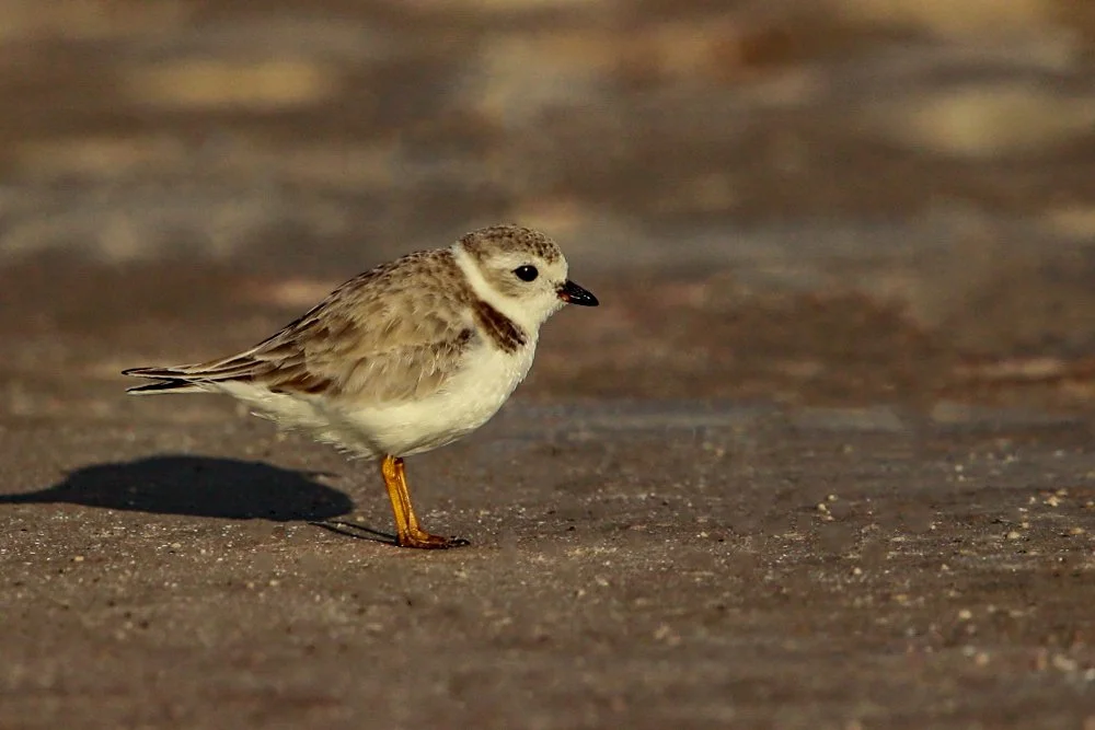 PIPING PLOVER