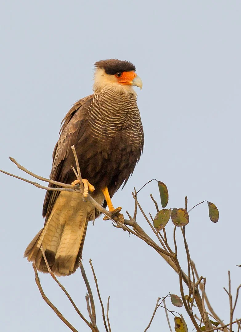 SOUTHERN CARACARA
