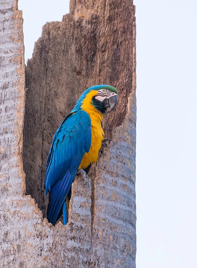 BLUE_AND_YELLOW_MACAW_05.jpg