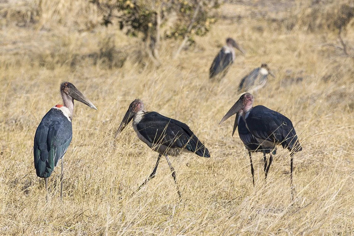 MARABOU_STORK_05.jpg