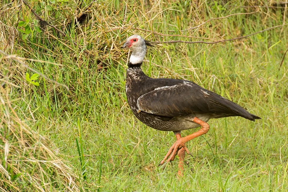 SOUTHERN_SCREAMER_03.jpg