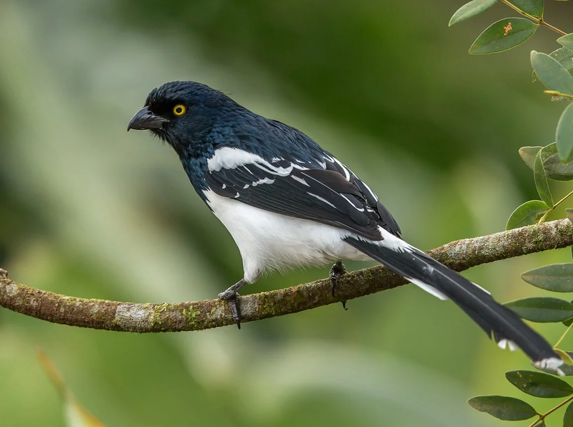 MAGPIE TANAGER