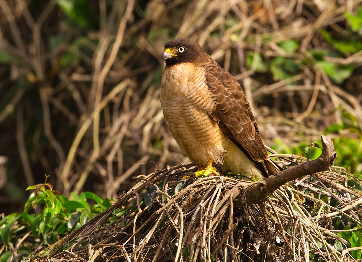 ROADSIDE HAWK