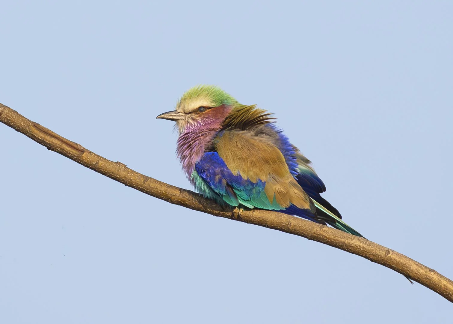 LILAC_BREASTED_ROLLER_09.jpg