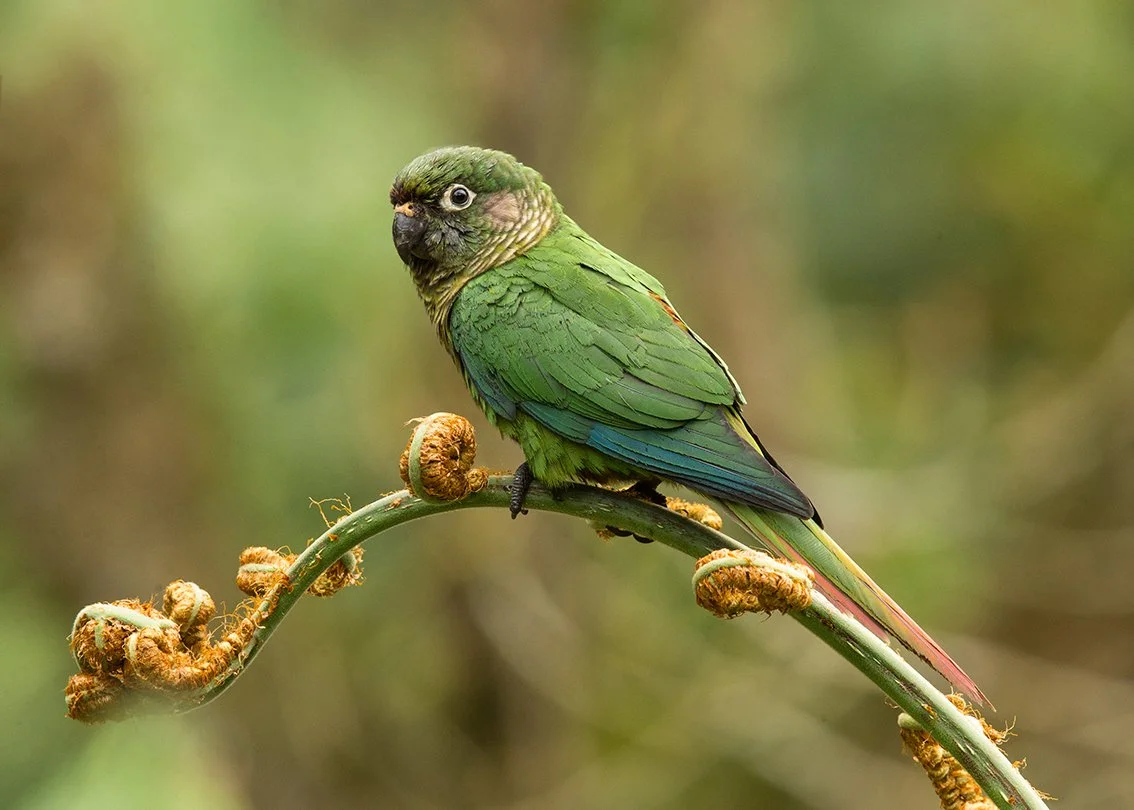 MAROON_BELLIED_PARAKEET_03.jpg