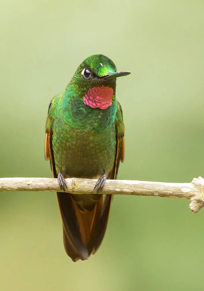 BRAZILIAN_RUBY_04.jpg