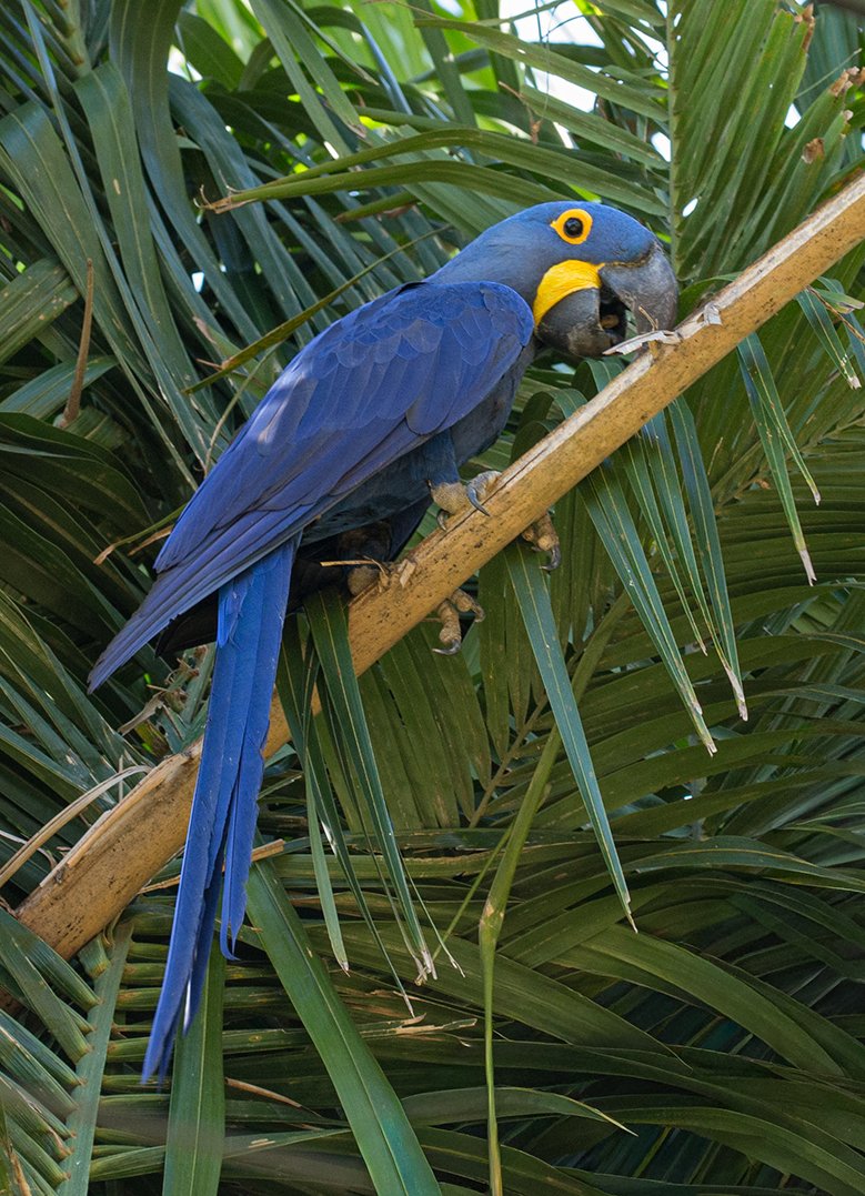 BLUE_AND_YELLOW_MACAW_04.jpg