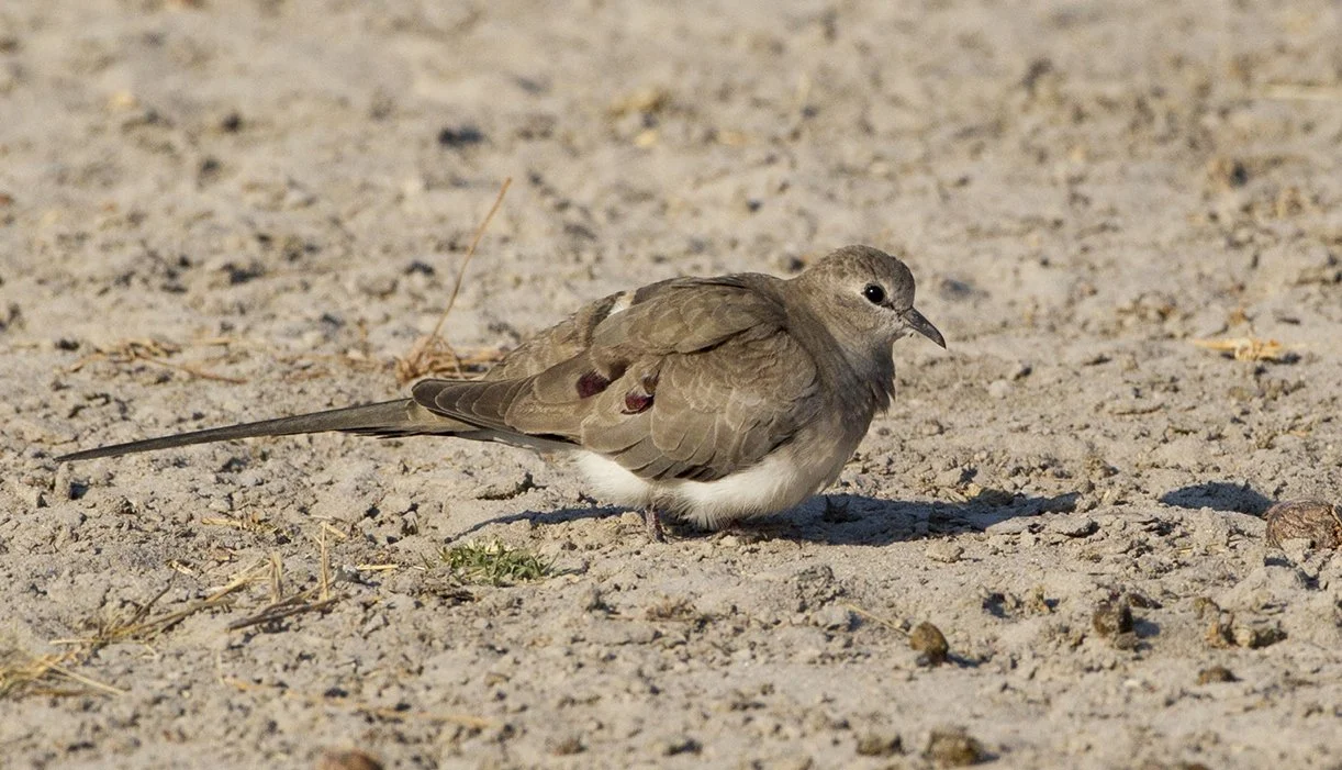 NAMAQUA DOVE