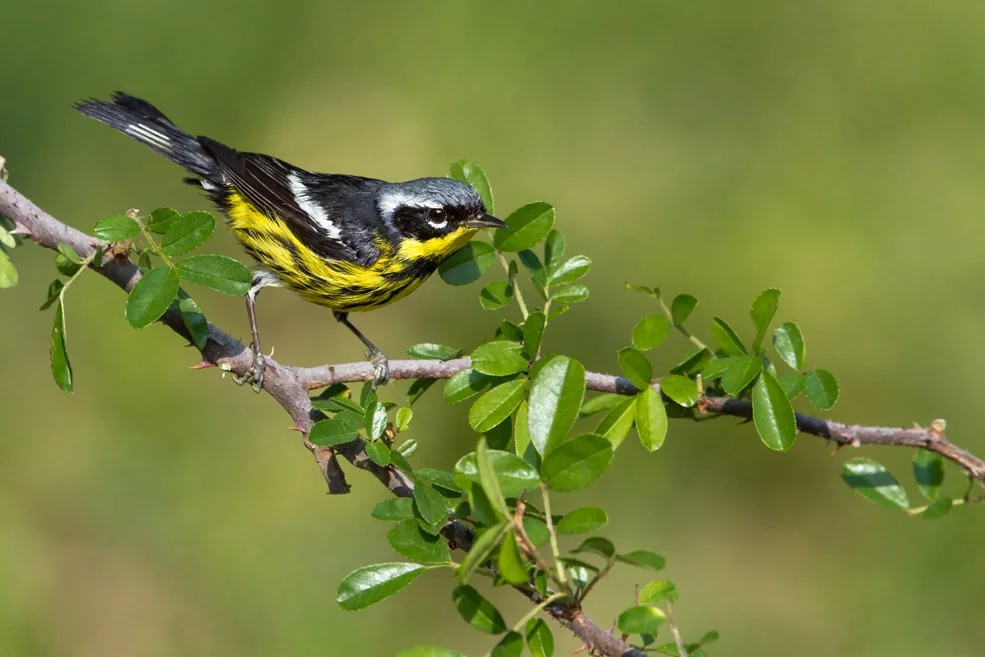 MAGNOLIA WARBLER