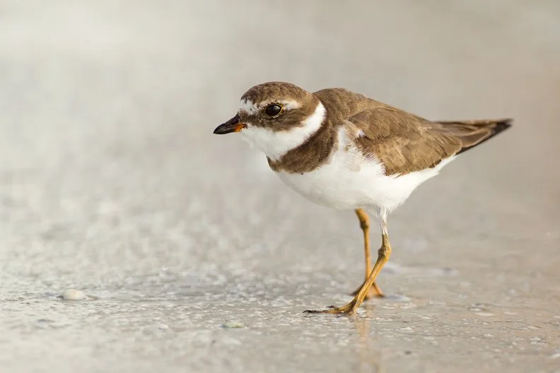 SEMIPALMATED PLOVER