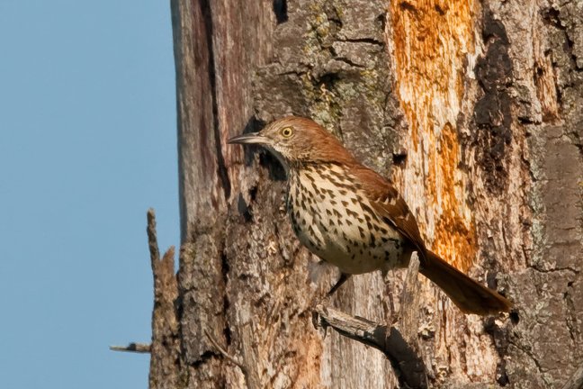 BROWN THRASHER