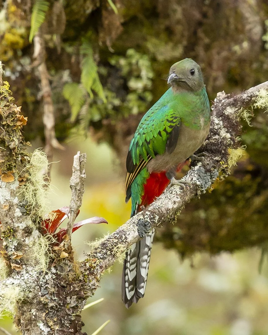RESPLENDENT QUETZAL_05.jpg