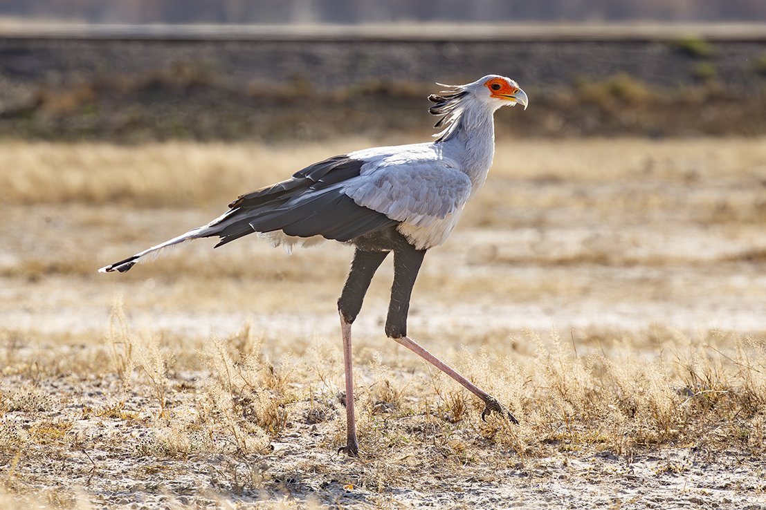 SECRETARY_BIRD_03.jpg