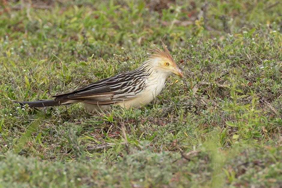 GUIRA_CUCKOO_02.jpg